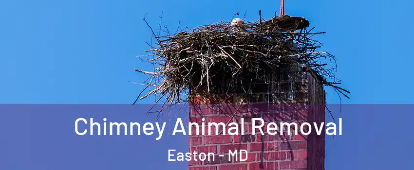 Chimney Animal Removal Easton - MD